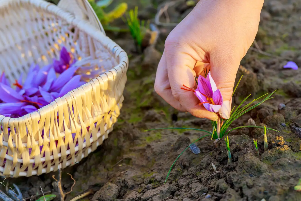 Workers harvesting saffron flowers by hand