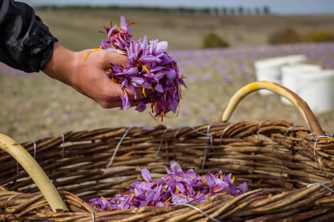 How Saffron is Harvested