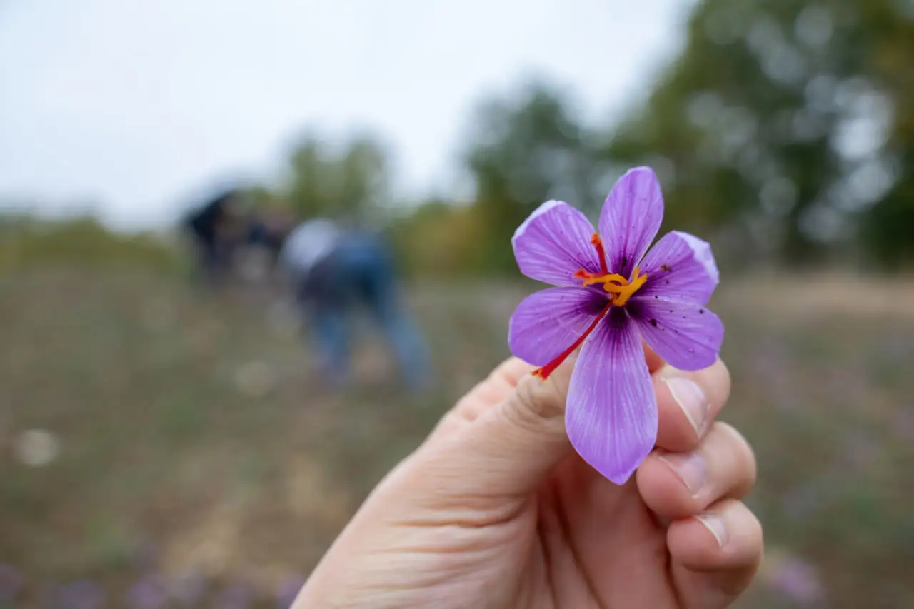 Fresh saffron flower